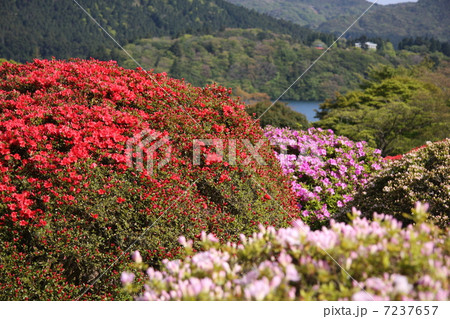 つつじ 7237657