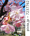 河津桜 7237762