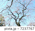 さくら3 7237767