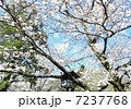 さくら2 7237768