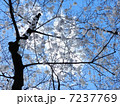 さくら1 7237769