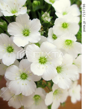 白い小花のアレナリア モンタナの写真素材