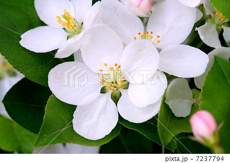 清楚なヒメリンゴの花 7237794