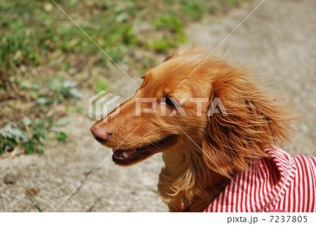 犬 7237805
