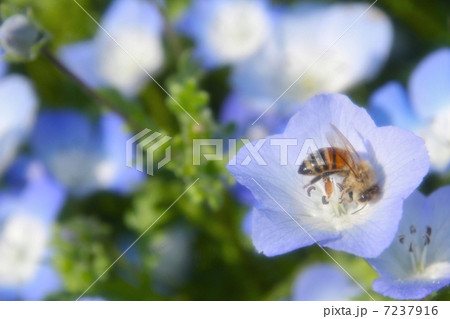 ネモフィラ　ミツバチ 7237916