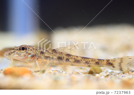 カマツカ カマツカ 7237963