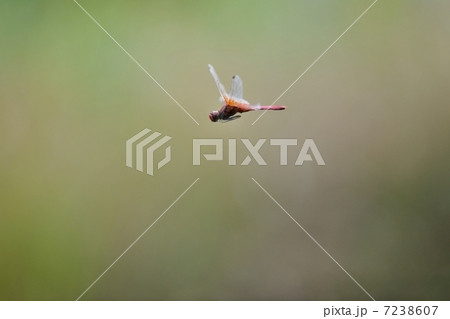 ネキトンボ 7238607