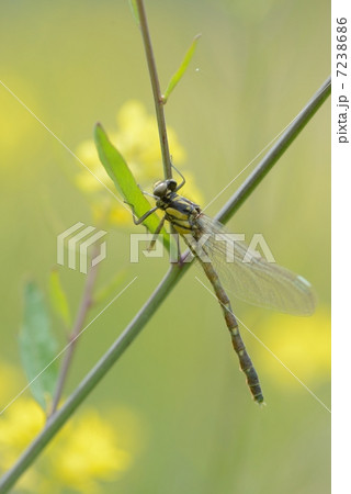 ダビドサナエ ダビドサナエ 7238686