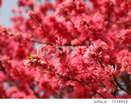 キクモモ 7238859