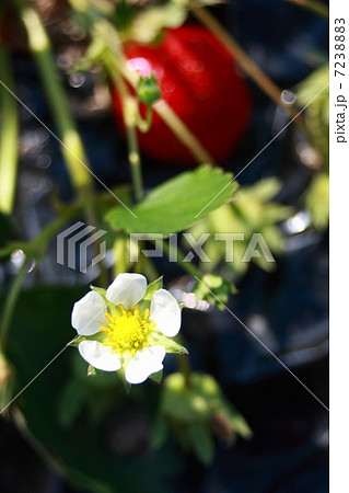 苺の花 7238883
