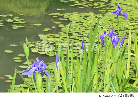 カキツバタ 7238999