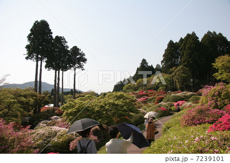 つつじ園 7239101