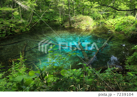 北海道・清里町 「神の子池」 7239104