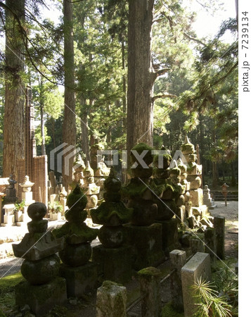 高野山・奥の院 7239134