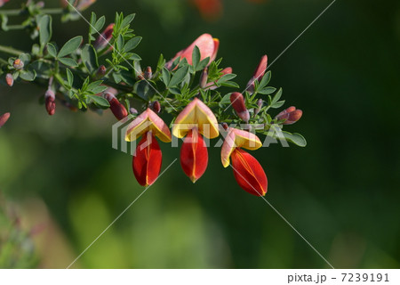 エニシダ エニシダ 7239191