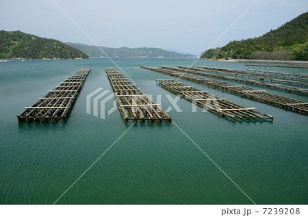 牡蠣棚のある風景 7239208