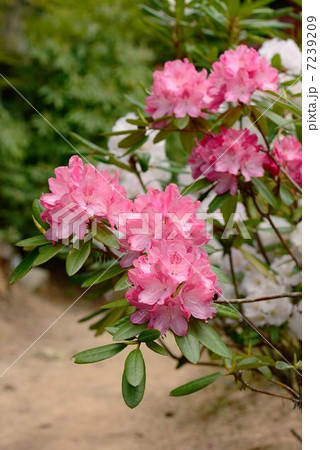 しゃくなげ 7239209