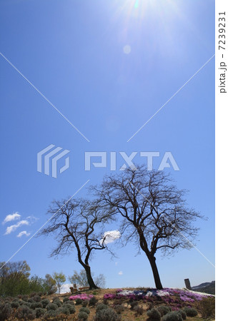 澄んだ空 7239231