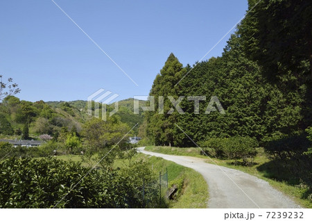 山の辺の道 7239232