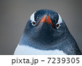ペンギン 7239305