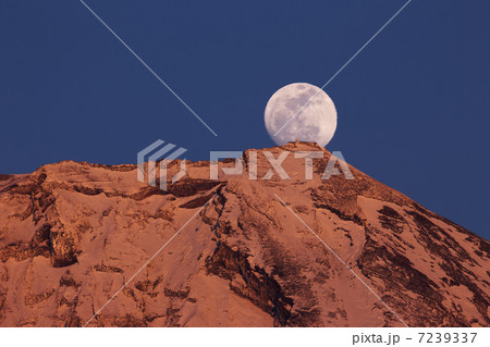 紅富士パール 紅富士パール 7239337