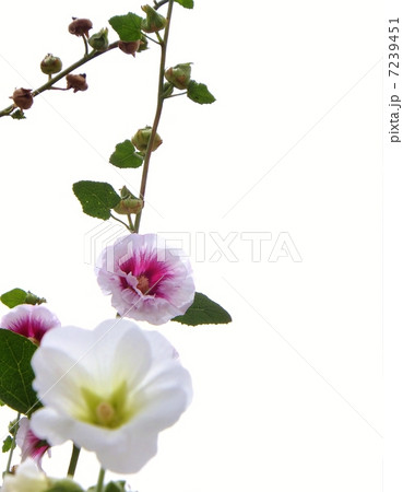 白と赤のたちあおい、ホリホック2 白バック 白と赤のたちあおい、ホリホック2 白バック 7239451