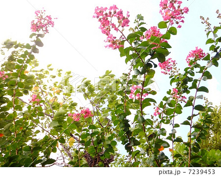 サルスベリシリーズ 7239453