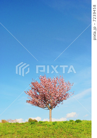 八重桜 7239458