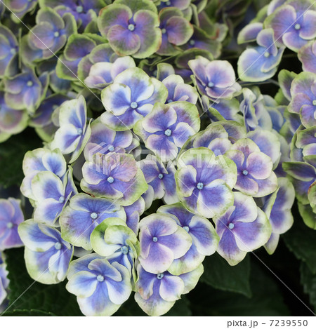 ババリア 7239550