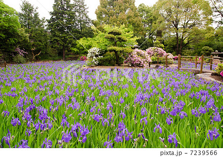 かきつばた01 7239566