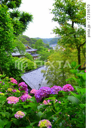 鎌倉長谷寺の紫陽花 鎌倉長谷寺の紫陽花 7239670