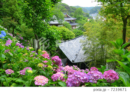 鎌倉長谷寺の紫陽花 鎌倉長谷寺の紫陽花 7239671
