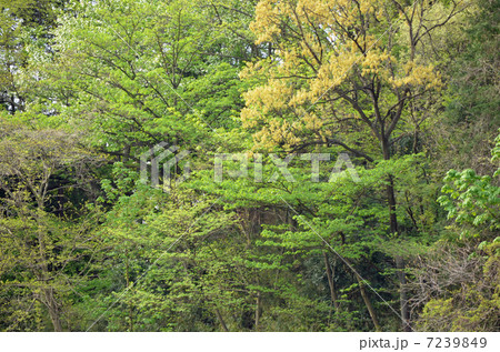 若葉 若葉 7239849