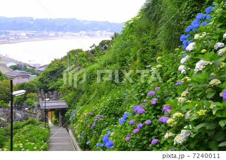 成就院の紫陽花 7240011