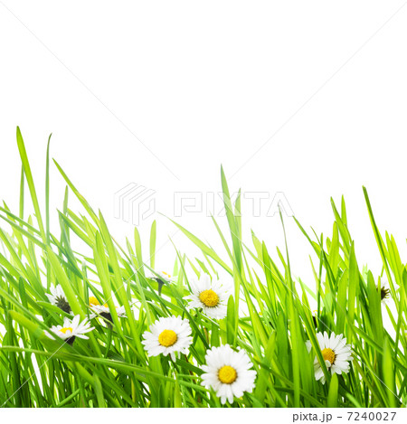 border with green grass and daisy flowers for spring design 7240027