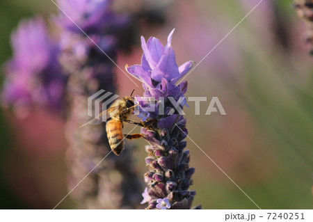 蜜蜂とラベンダー 7240251