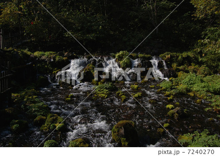 ふきだし公園の湧水 7240270