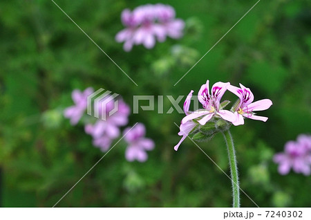 ローズゼラニウム 7240302