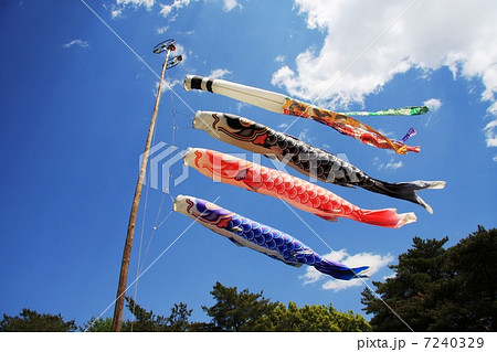 こいのぼり 7240329