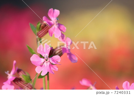 袋撫子 袋撫子 7240331