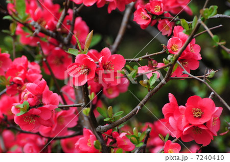 ボケの花 7240410