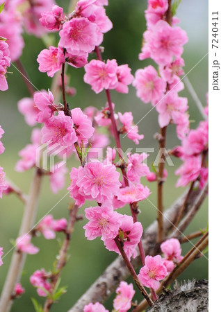 桃の花 7240411