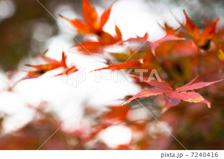 秋イメージ　もみじ 7240416