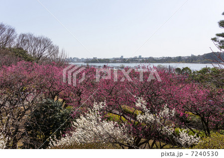 梅の花と千波湖　偕楽園 7240530