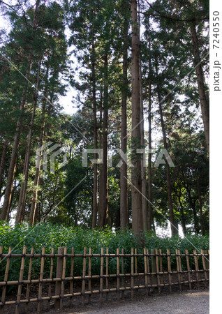 オカメザサと杉の木　偕楽園 7240550