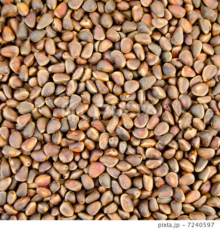 Cedar nuts texture 7240597