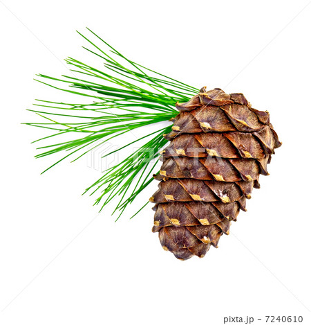 Cedar cones with twig 7240610