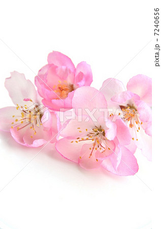 ハナカイドウ 7240656