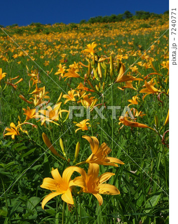 ニッコウキスゲ 7240771