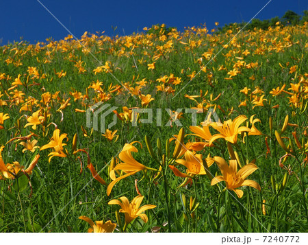 ニッコウキスゲ ニッコウキスゲ 7240772